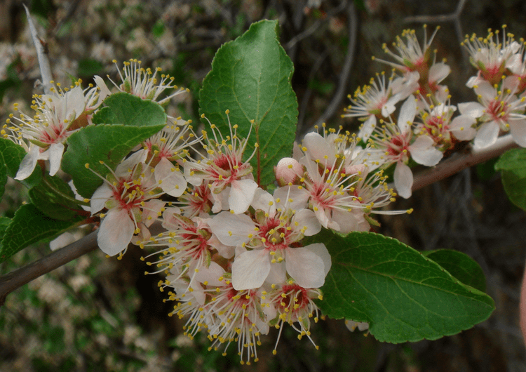 Prunus fremontii Identifying Prunus fremontii vs Ziziphus parryi var parryi