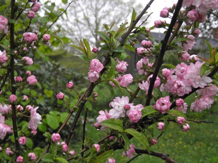 Prunus glandulosa Devoid Of Culture And Indifferent To The Arts Flowering Almond