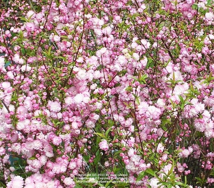 Prunus glandulosa Pink Flowering Almond Prunus glandulosa 39Sinensis39 Gardenorg