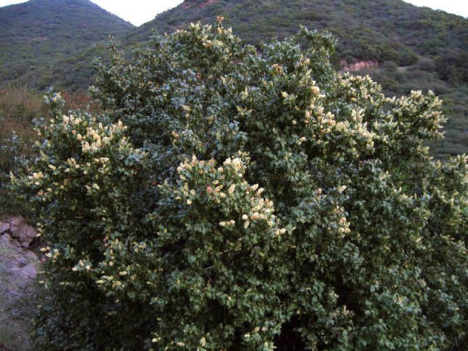 Prunus ilicifolia Wildflowers NPS SAMO NRA Prunus ilicifolia ssp ilicifolia