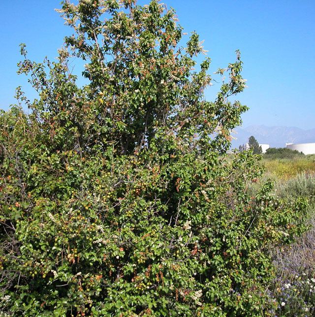 Prunus ilicifolia Prunus ilicifolia