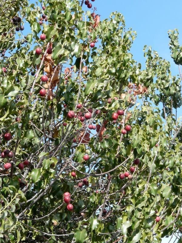 Prunus ilicifolia Prunus ilicifolia HollyLeafed Cherry