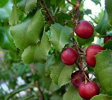 Prunus ilicifolia httpsuploadwikimediaorgwikipediacommonsthu