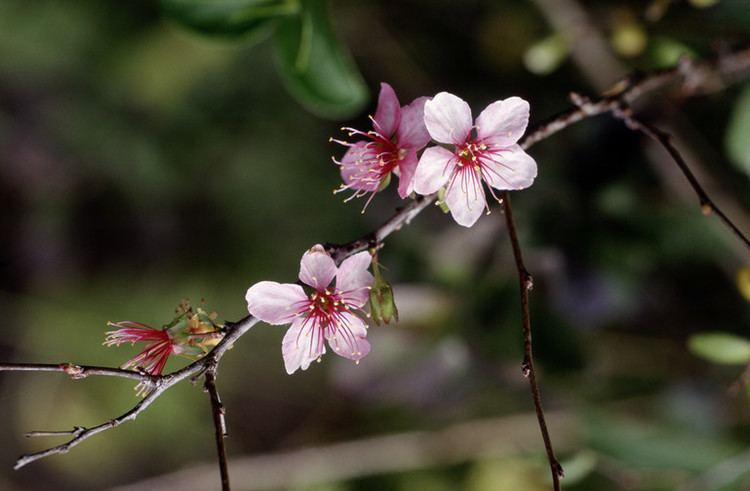 Prunus japonica Fruit of Prunus japonica in KMNP Kinmen National Park Digital Archives