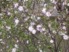 Prunus japonica wwwpfaforgAdminPlantImagesPrunusJaponica2jpg