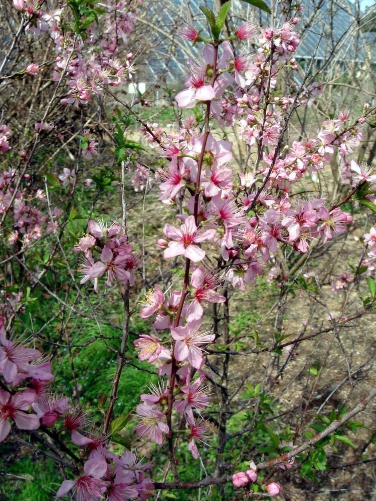 Prunus japonica Prunus japonica Thunberg
