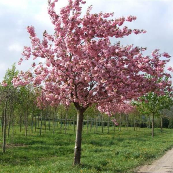 Prunus 'Kanzan' Prunus Kanzan Flowering Cherry Blossom Johnstown Garden Centre
