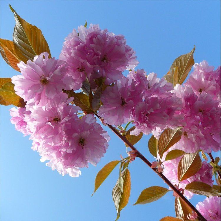 Prunus 'Kanzan' httpswwwornamentaltreescoukimagesproducts