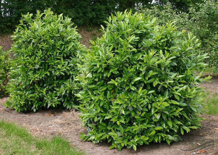 Prunus laurocerasus PRUNUS laurocerasus 39Herbergii39 Pflanzen null Bruns Site