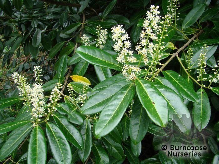 Prunus laurocerasus Prunus Laurocerasus from Burncoose Nurseries LAURELS