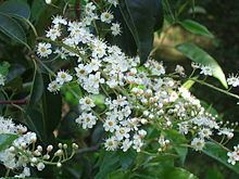 Prunus lusitanica httpsuploadwikimediaorgwikipediacommonsthu