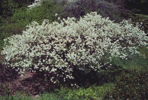 Prunus maritima Prunus maritima Beach Plum Plant Database University of Connecticut