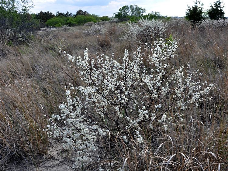 Prunus maritima maritima