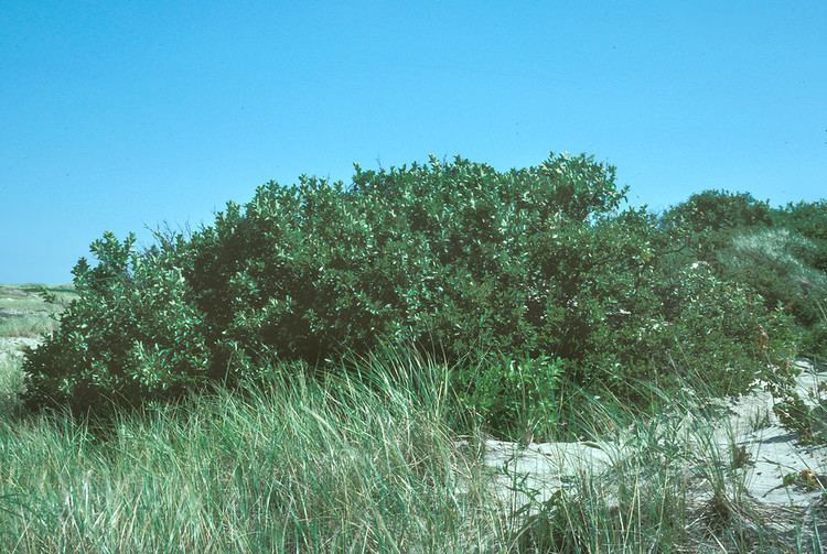 Prunus maritima Prunus maritima beach plum Go Botany