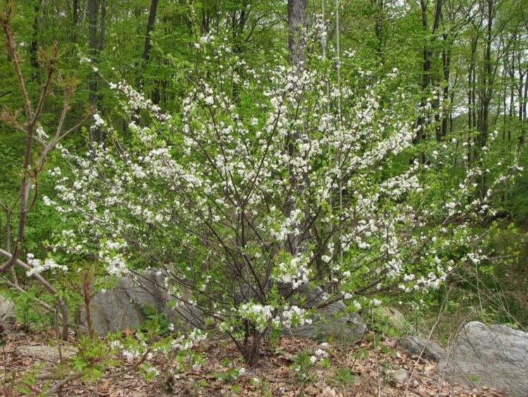 Prunus maritima Beach Plum Prunus maritima treesshrubsvines