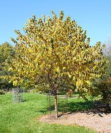 Prunus maximowiczii httpsuploadwikimediaorgwikipediacommonsthu