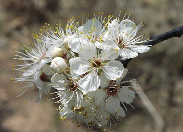 Prunus mexicana Prunus mexicana