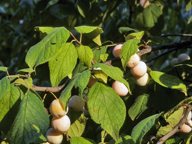 Prunus mexicana Prunus mexicana Mexican plum NPIN