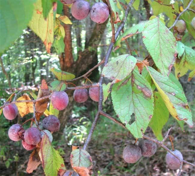 Prunus mexicana httpsuploadwikimediaorgwikipediacommonsbb