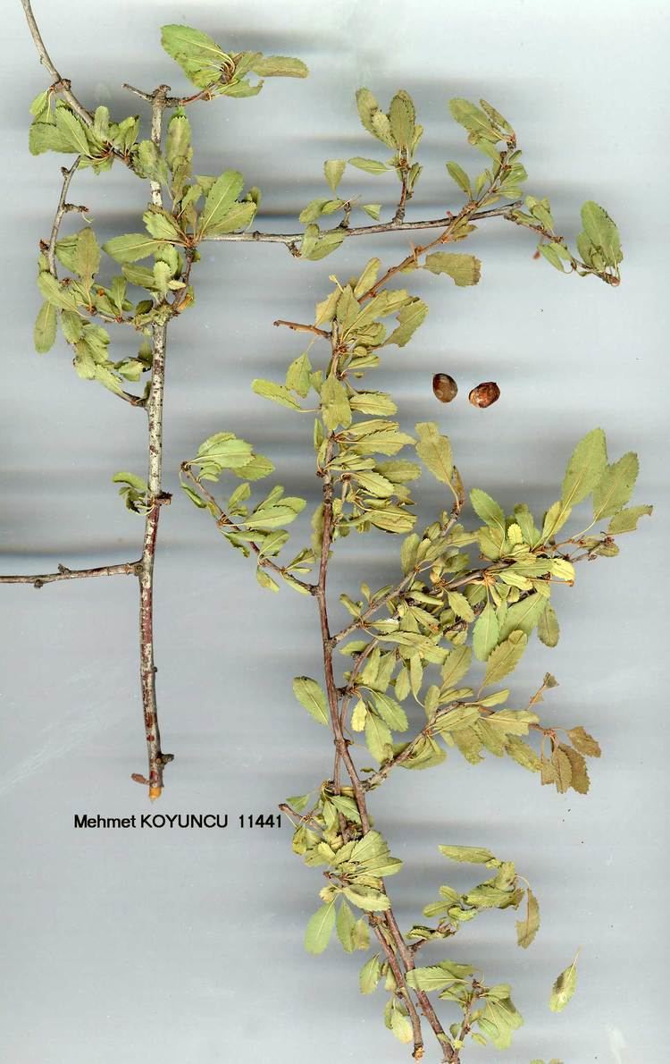 Prunus microcarpa wwwvanherbaryumyyuedutrflorafamgenusturros