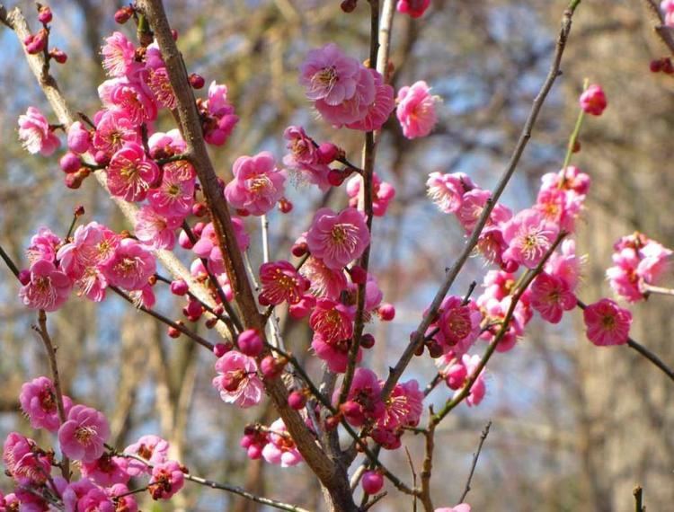 Prunus mume Prunus mume Blossoms are Blooming