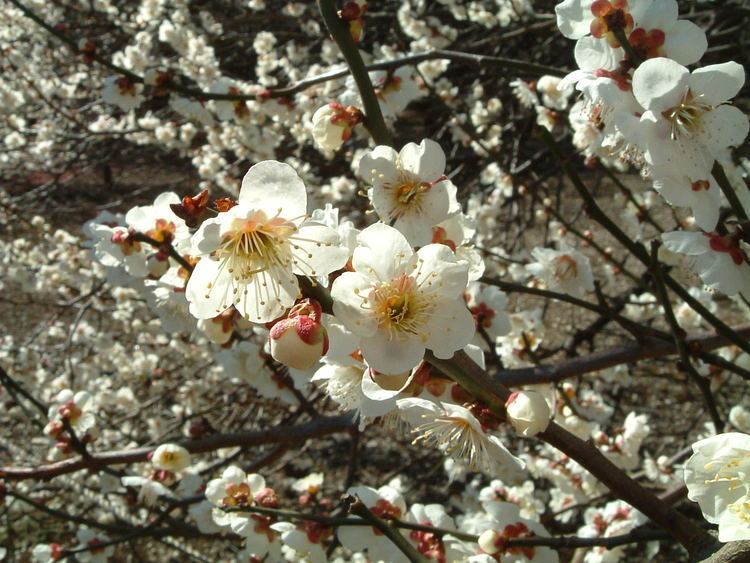 Prunus mume httpsuploadwikimediaorgwikipediacommonsaa