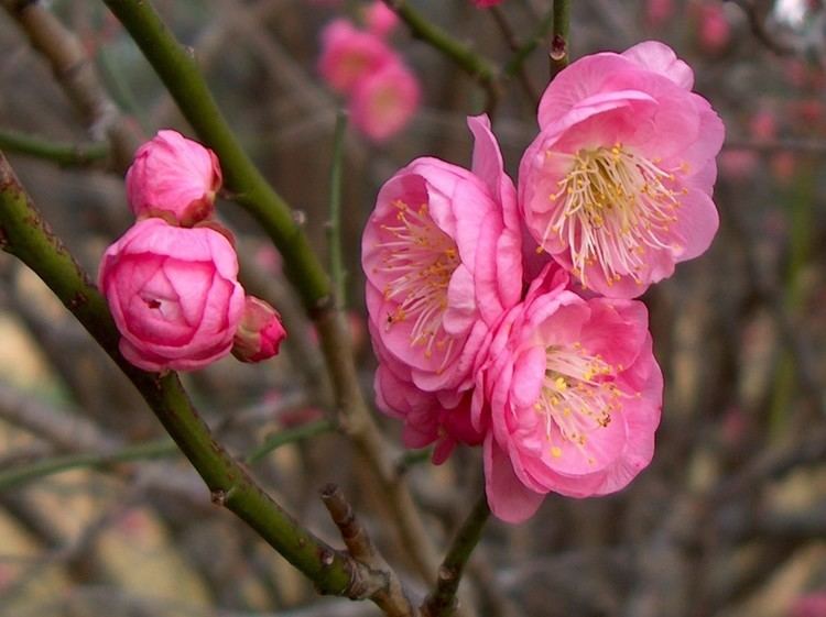 Prunus mume Online Plant Guide Prunus mume 39Peggy Clark39 Peggy Clark