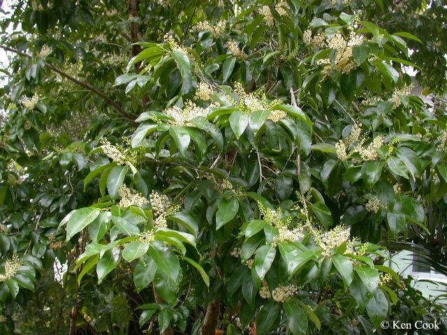 Prunus myrtifolia httpssmediacacheak0pinimgcomoriginalsa2