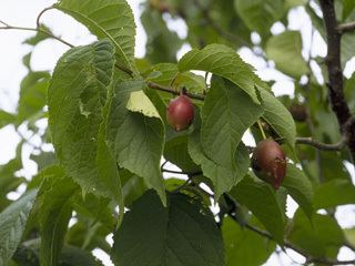 Prunus nigra httpswwwwildflowerorgimagearchive320x240P