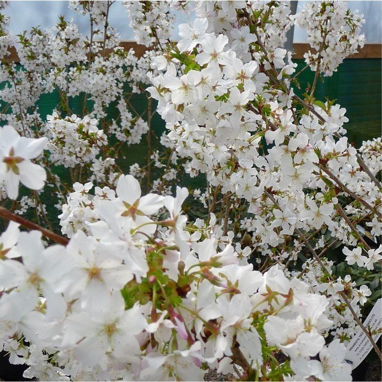 Prunus nipponica Prunus Nipponica Brilliant Buy Japanese Cherry Blossom Tree