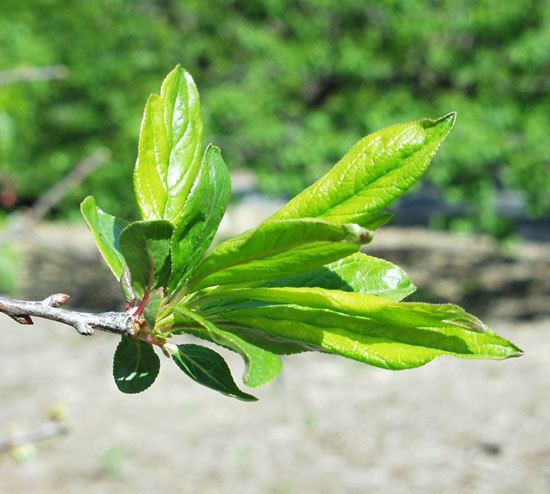Prunus salicina UFEI SelecTree A Tree Selection Guide