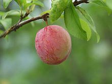 Prunus salicina httpsuploadwikimediaorgwikipediacommonsthu