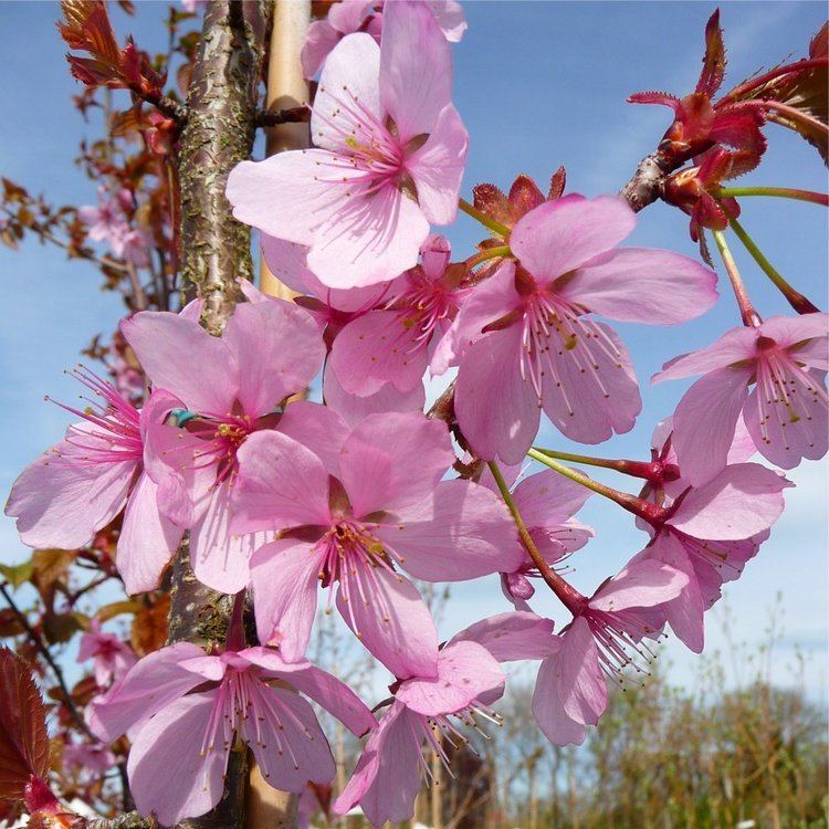 Prunus sargentii Prunus Sargentii Rancho Buy Upright Sargents Cherry Tree Blossom