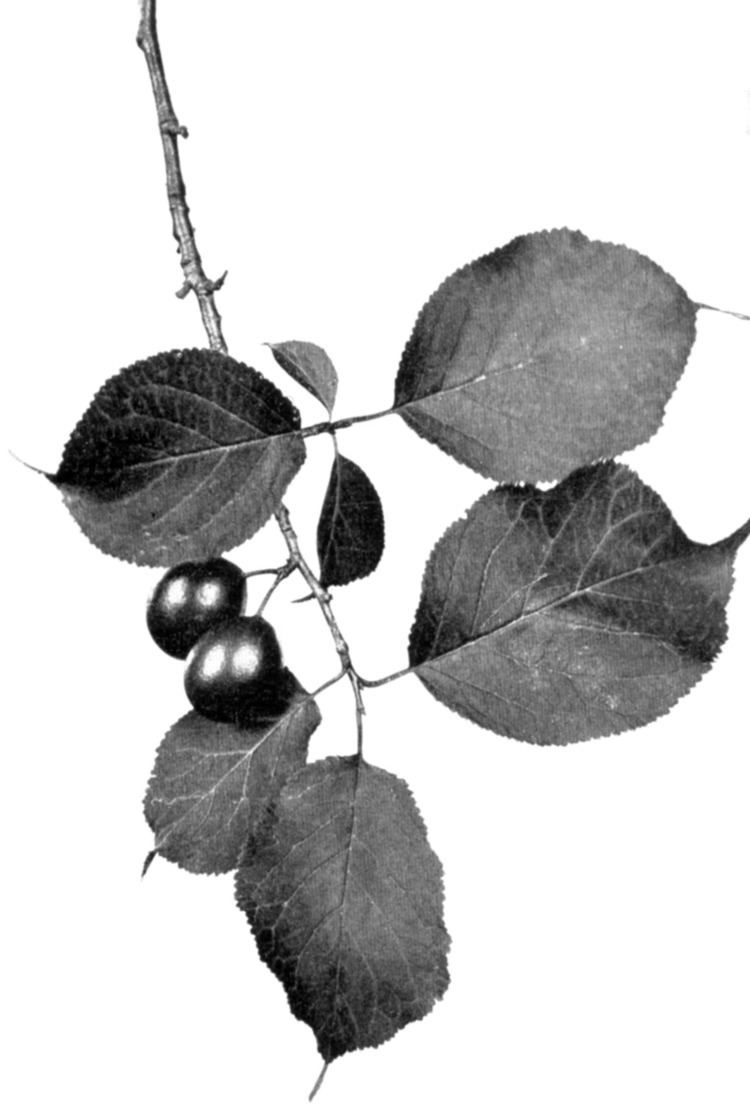 Prunus sect. Prunocerasus
