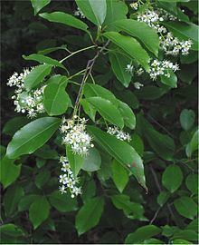 Prunus serotina httpsuploadwikimediaorgwikipediacommonsthu