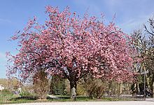 Prunus serrulata httpsuploadwikimediaorgwikipediacommonsthu