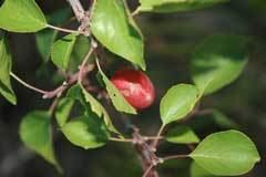 Prunus sibirica wwwpfaforgAdminPlantImagesPrunusSibiricajpg