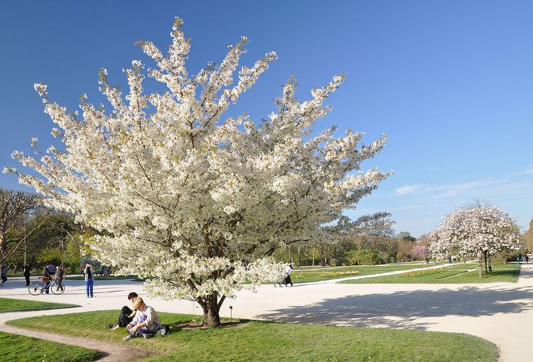 Prunus speciosa Prunus speciosa Wikiwand