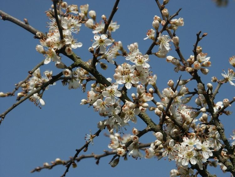 Prunus spinosa Prunus spinosa Wikiwand