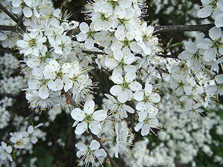 Prunus spinosa Blackthorn Prunus spinosa NatureSpot