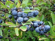 Prunus spinosa httpsuploadwikimediaorgwikipediacommonsthu