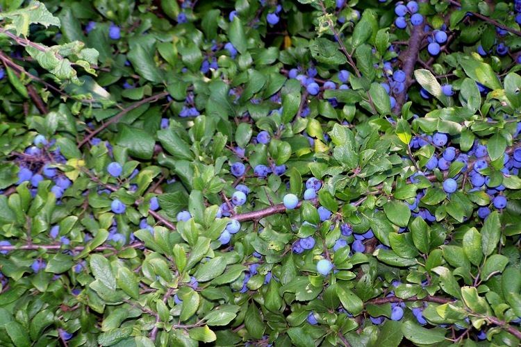 Prunus spinosa Blackthorn Prunus Spinosa Overview Health Benefits Side effects