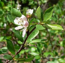 Prunus subcordata httpsuploadwikimediaorgwikipediacommonsthu