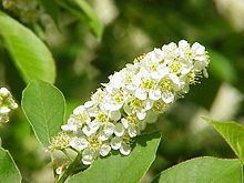 Prunus subg. Padus httpsuploadwikimediaorgwikipediacommonsthu