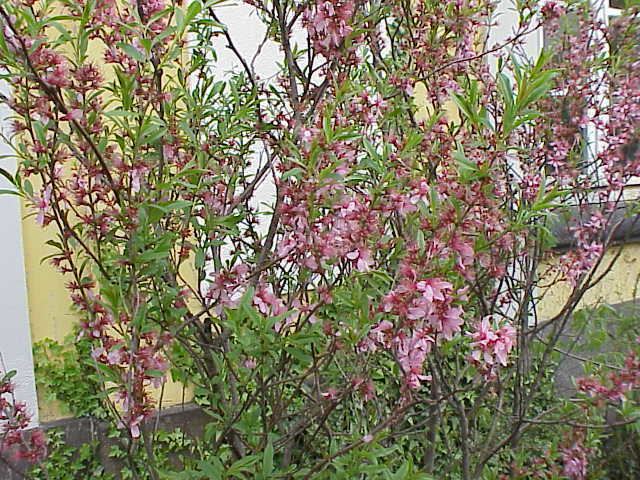 Prunus tenella httpsuploadwikimediaorgwikipediacommonsdd