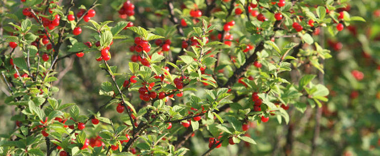 Prunus tomentosa Nanking Bush Cherry Prunus tomentosa