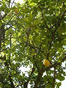 Prunus ursina httpsuploadwikimediaorgwikipediacommonsthu