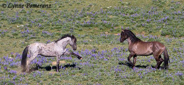 Pryor Mountains Wild Horse Range Wild Horse Photography Workshops for Horse amp Nature Lovers Pryor
