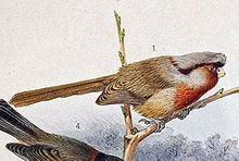 Przevalski's parrotbill httpsuploadwikimediaorgwikipediacommonsthu