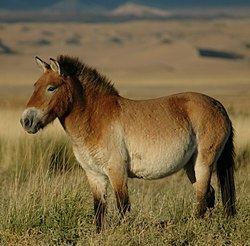 Przewalski's horse httpsuploadwikimediaorgwikipediacommonsthu